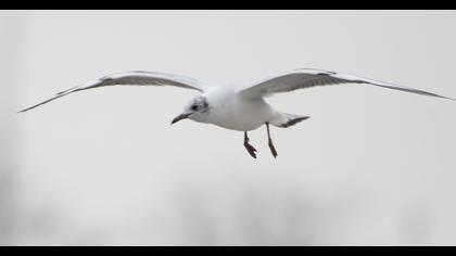 Black-headed Gull