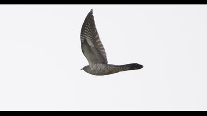 Common Cuckoo