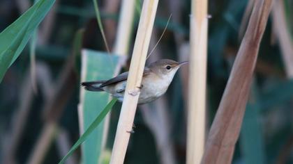 Eurasian Reed Warbler
