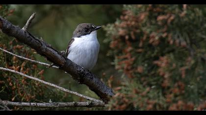 European Pied Flycatcher