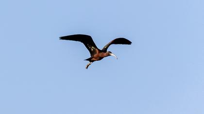 Glossy Ibis