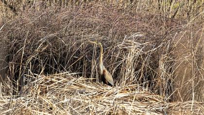 Erguvani balıkçıl