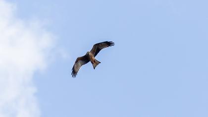 Black Kite