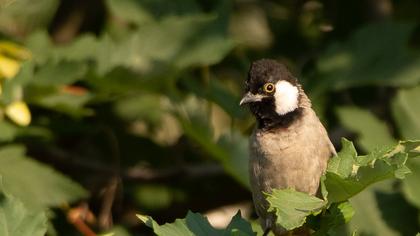 White-eared Bulbul