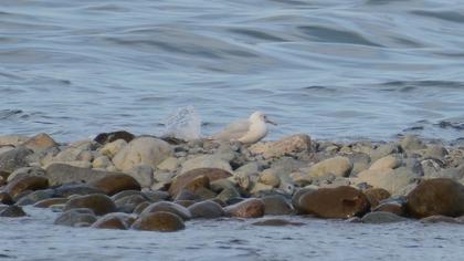 Slender-billed Gull