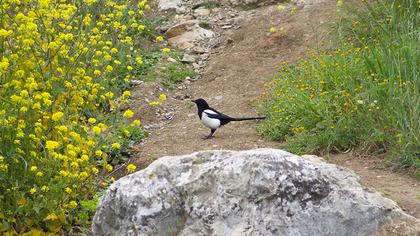 Eurasian Magpie