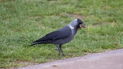 Western Jackdaw