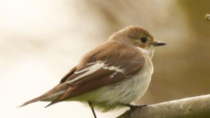 Semicollared Flycatcher