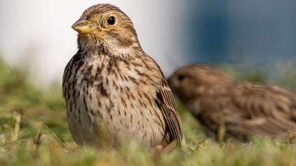 Corn Bunting