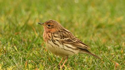 Red-throated Pipit