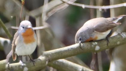 Red-breasted Flycatcher