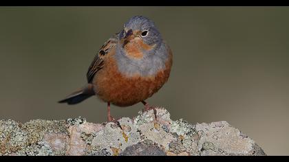 Cretzschmar`s Bunting
