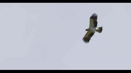 Booted Eagle