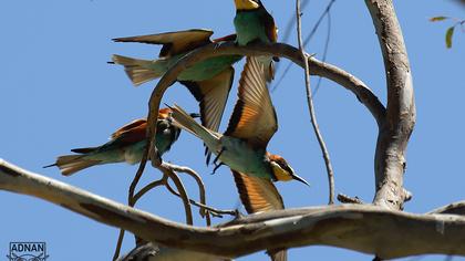 European Bee-eater