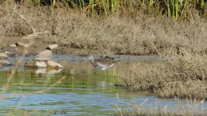 Wood Sandpiper