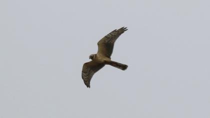 Pallid Harrier