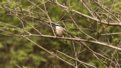 Red-backed Shrike