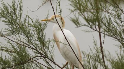 Western Cattle Egret