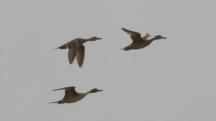 Northern Pintail