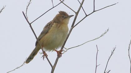 Zitting Cisticola