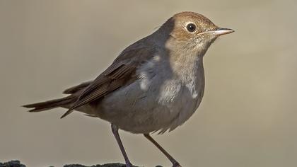 Common Nightingale
