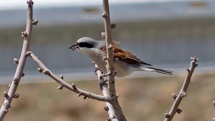 Red-backed Shrike