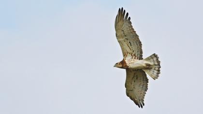 Short-toed Snake Eagle