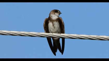 Sand Martin