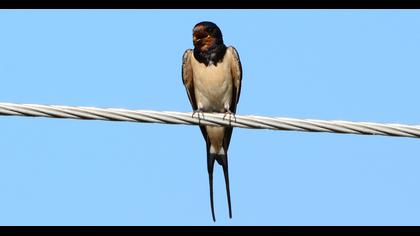 Barn Swallow