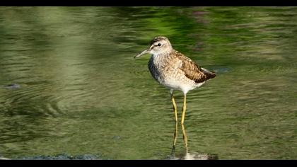 Wood Sandpiper