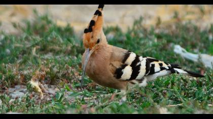 Eurasian Hoopoe