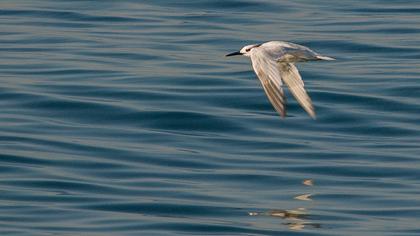 Sandwich Tern