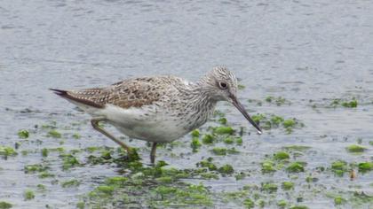 Common Greenshank