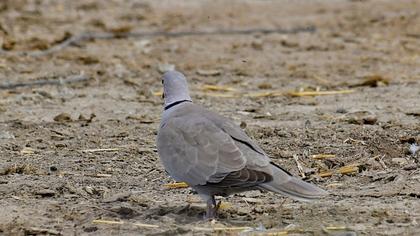 Eurasian Collared Dove