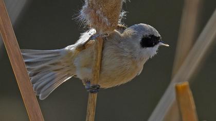 Eurasian Penduline Tit