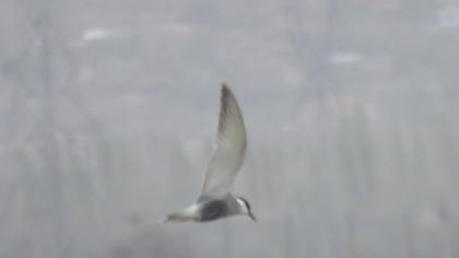 Whiskered Tern