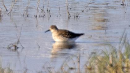 Little Stint