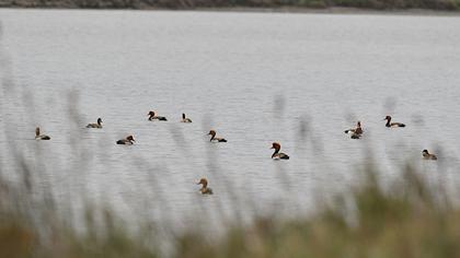 Red-crested Pochard