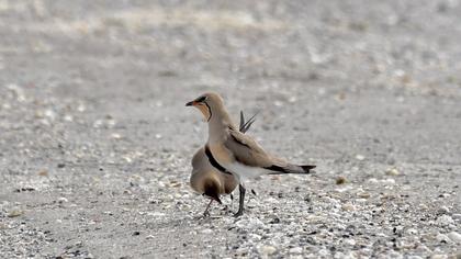 Bataklıkkırlangıcı