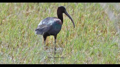 Glossy Ibis