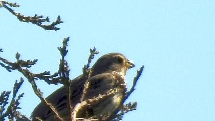 Corn Bunting