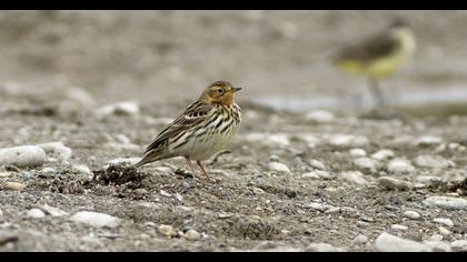 Red-throated Pipit