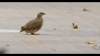 Common Quail