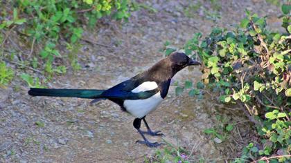 Eurasian Magpie