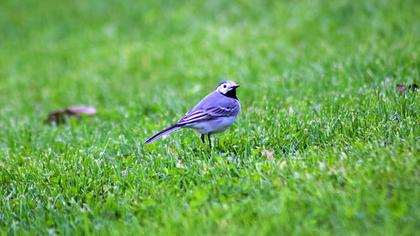 White Wagtail