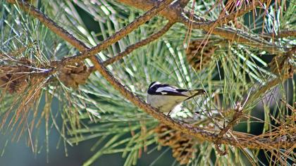 Collared Flycatcher