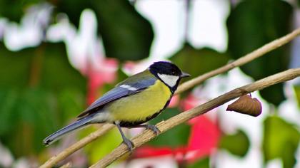Great Tit