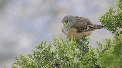 Ortolan Bunting