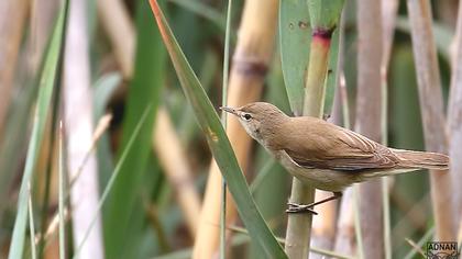 Eurasian Reed Warbler