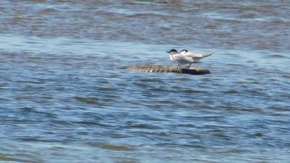 Gull-billed Tern